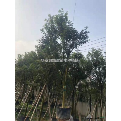 黃花風鈴木熟貨規格5公分-30公分價格80元