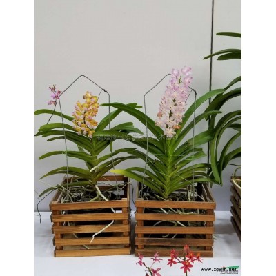 福建供應金邊假連翹規格*