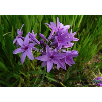 山麻桿 夾竹桃 木芙蓉 花石榴 青珊瑚