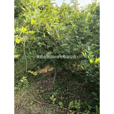 沭陽石榴基地 銷售花石榴 獨桿石榴 石榴小苗 叢生花石榴價格