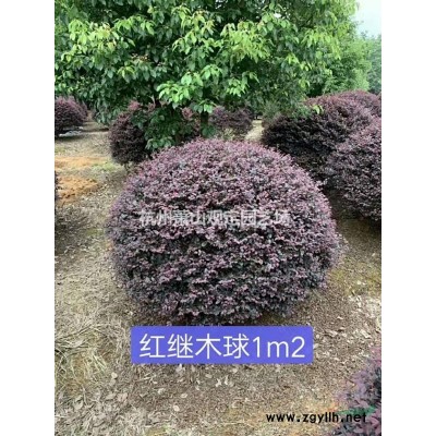 供應(yīng)花石榴:叢生:D5cm一D8cm單桿