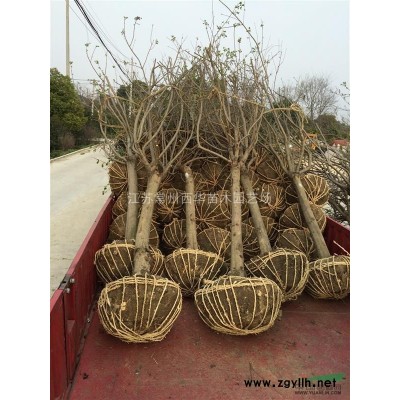 【常州夏溪苗木供應(yīng)】紅葉石楠，青皮垂柳，西府海棠，花石榴等