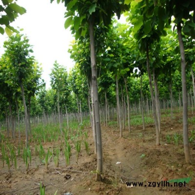 連翹床苗  連翹扦插苗   床苗扦插小苗出售