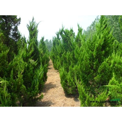 桂花、連翹、劍麻、雪松、蜀檜、北京檜、草坪