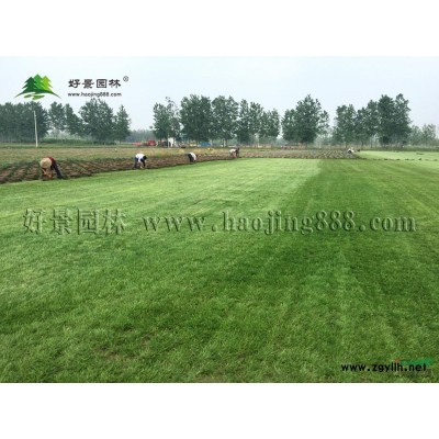 黃櫨價(jià)格_黃櫨圖片_黃櫨產(chǎn)地_黃櫨綠化苗木苗圃基地