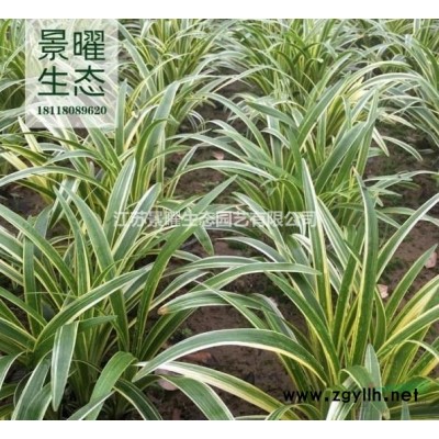 黃櫨的產(chǎn)地在哪里/哪里便宜/江蘇景曜生態(tài)基地直銷批發(fā)價格圖片