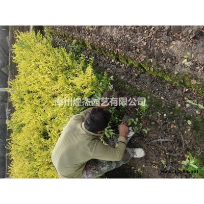 福建六月雪批發/供應 規格* 成活率高