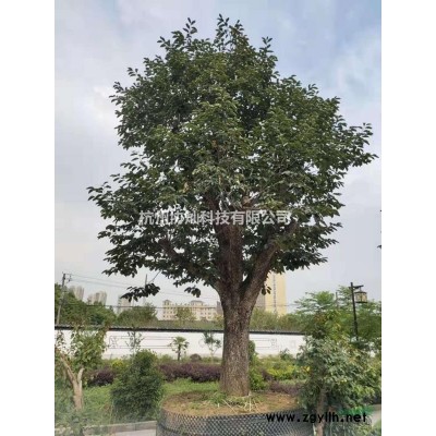 供應叢生臘梅冠幅150-200-250-300