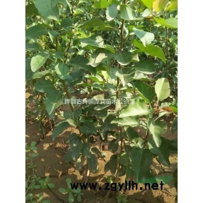 50公分以上連翹苗價格==1米一下連翹苗價格