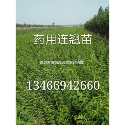 30cm--50cm連翹苗產地=連翹苗價格