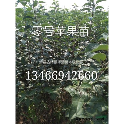 山西連翹苗報價/連翹苗行情/連翹苗多少錢一顆