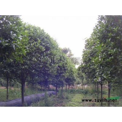 六月雪、紅花六月雪、梔子、八角金盤、腎蕨、紅葉小波、扁竹葉