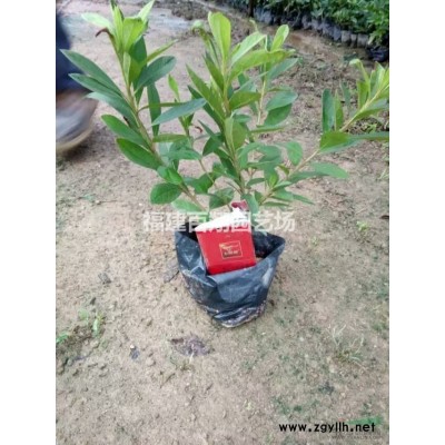 優(yōu)質(zhì)特價六月雪產(chǎn)地直銷