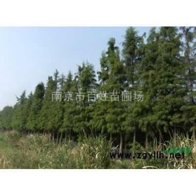 馬褂木、杜仲、欒樹、臘梅、黃連木、臭椿、刺槐、