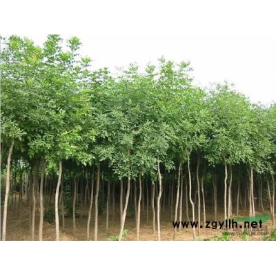 臘梅種子  臘梅種子批發(fā)  臘梅種子價(jià)格  臘梅種子基地