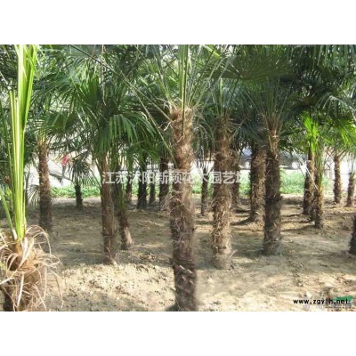 大批量供金葉女貞苗、黃葉女貞球，金葉女貞球，，金葉女貞盆栽苗