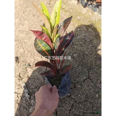 廣東供應花葉假連翹規格*