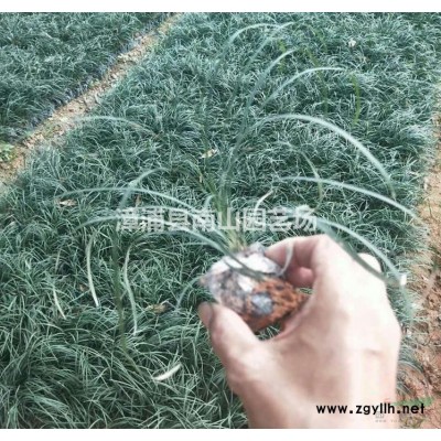 福建紫花三角梅樁景 漳州三角梅盆景哪里好/哪家便宜