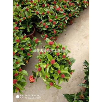 金邊假連翹18杯小苗圖片/金邊假連翹18杯小苗報價