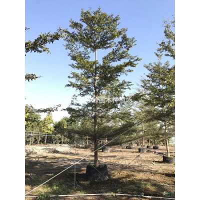 福建黃金葉 金葉假連翹18杯小苗介紹/特征/用途