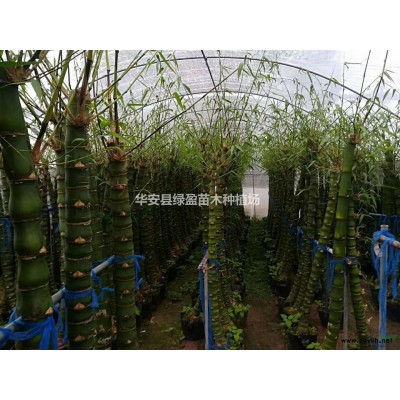 2021年福建金邊假連翹小苗新報價