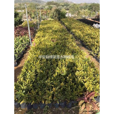 黃金葉 金葉假連翹價格 金葉假連翹批發 福建漳州產地直銷