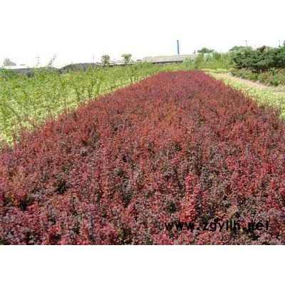 高度10-20公分連翹扦插小苗低價批發供應