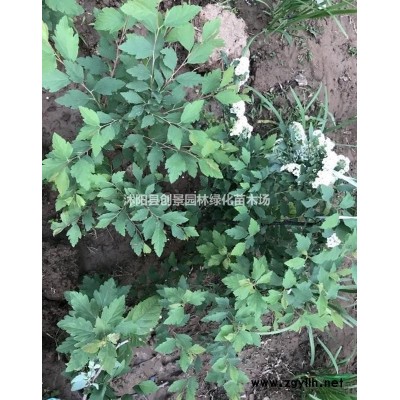 【連翹】連翹苗_價(jià)格_圖片_產(chǎn)地報(bào)價(jià)表