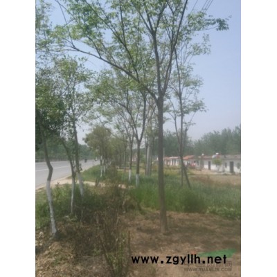 供應(yīng)連翹球 連翹苗 連翹工程苗 連翹球價(jià)格 連翹苗產(chǎn)地