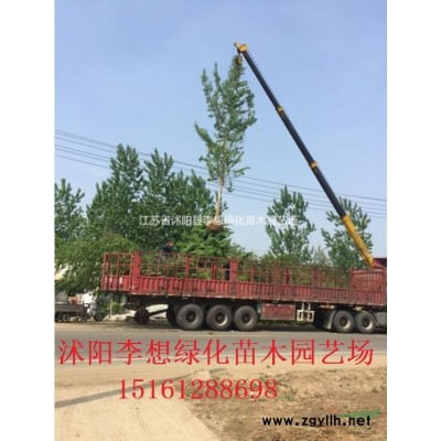 30-50公分高扶芳藤苗 迎春苗 連翹苗