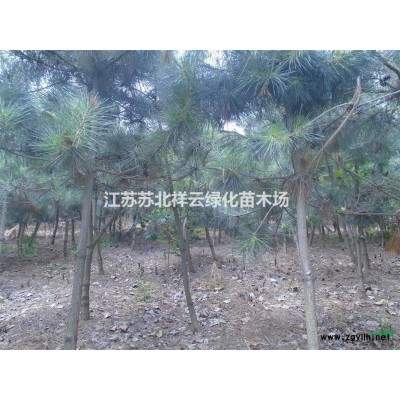 泡桐種子批發，連翹種子批發，含笑種子批發