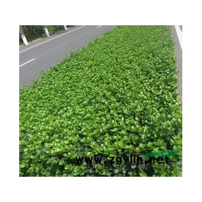 紅瑞木產地直銷