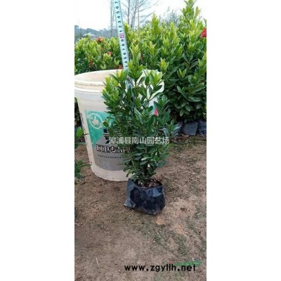 大小規(guī)格花葉假連翹 福建花葉假連翹 漳州花葉假連翹基地