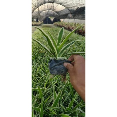 福建漳州金邊假連翹18杯，30-35高新苗價格優惠