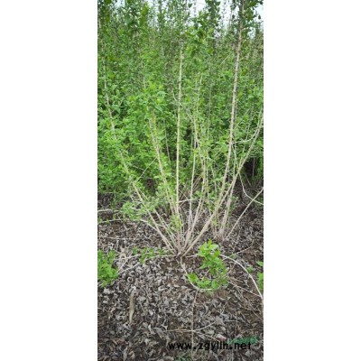 河北叢生石榴樹 石榴樹基地 石榴樹廠家 叢生花石榴