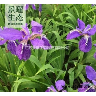 江蘇景曜生態(tài)產(chǎn)地/供應(yīng)/麥冬草、沿階草/價格/圖片/基地直銷