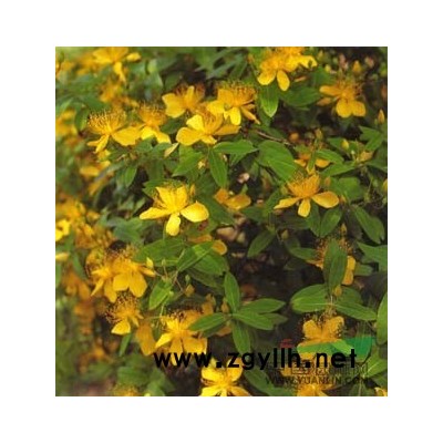 連翹、云南黃馨、十大功勞、貼梗海棠、桅子花