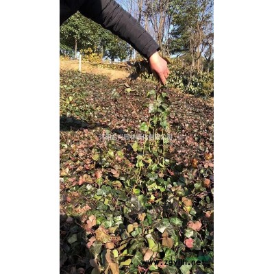 白櫸、山桃樹、辛夷、皂角、紅櫨、黃櫨、暴馬丁香、杜英、青皮柳