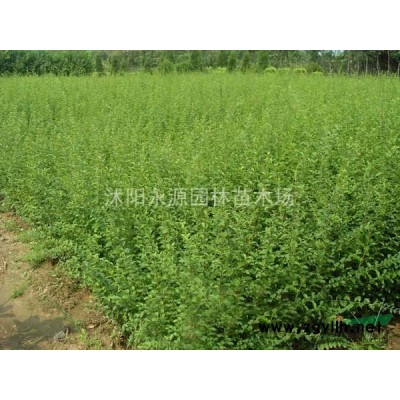 江蘇六月雪介紹