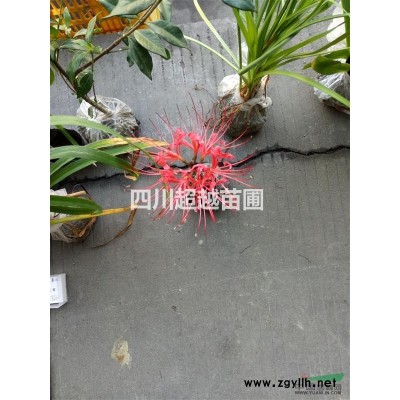 臘梅種子、法國冬青種子、文母種子、香椿種子、紅豆杉種子