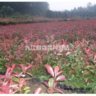 臘梅種子  優(yōu)質(zhì)臘梅種子  臘梅花種子 發(fā)芽率高