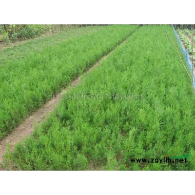 河南省許昌市供應叢生臘梅