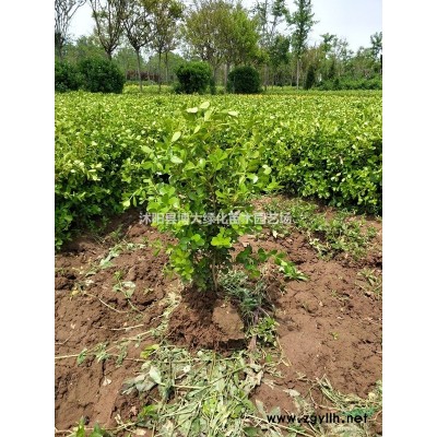 供應10-15公分紅瑞木扦插小苗價格優惠