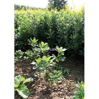 紅瑞木價格H50公分-H60公分-H70公分高紅瑞木價格表