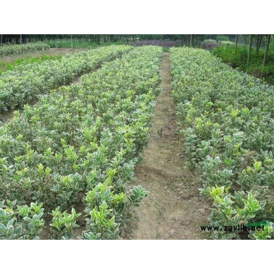 供應80-1.2米高紅瑞木批發銷售、紅瑞木小苗量大優質