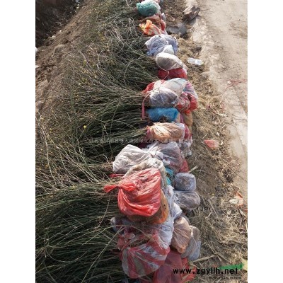 棣棠，火棘，香樟，紅楓，紅王子錦帶，櫸樹，金銀木，紅瑞木