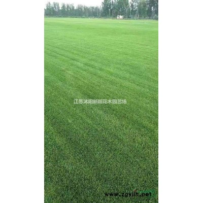 紅帽月季、豐花月季、龍柏、衛(wèi)矛、棣棠、連翹、迎春、