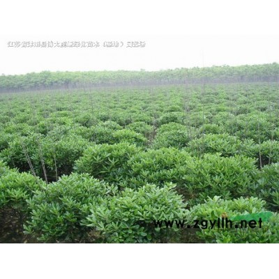 供應(yīng)連翹高度50-100公分連翹工程苗，連翹球，東北連翹苗