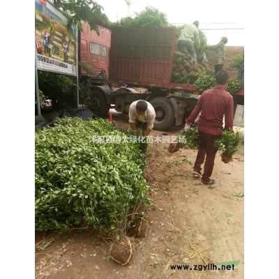 連翹苗農(nóng)無中介供應(yīng)：江蘇連翹價格、*新連翹圖片、連翹基地