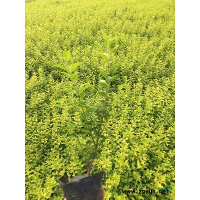 連翹 花葉連翹 金葉連翹 連翹價格 花葉連翹批發